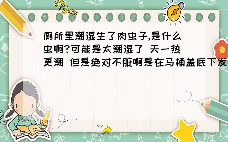 厕所里潮湿生了肉虫子,是什么虫啊?可能是太潮湿了 天一热更潮 但是绝对不脏啊是在马桶盖底下发现的 好几个 很细很小 有点透明状的不是蛆虫 先声明.以前我家潮湿生的是黑色的夹夹虫 就