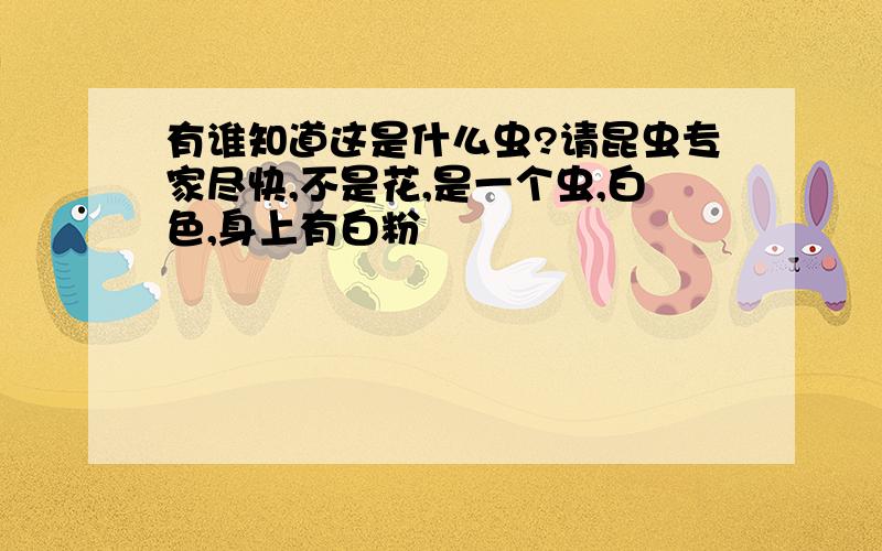 有谁知道这是什么虫?请昆虫专家尽快,不是花,是一个虫,白色,身上有白粉