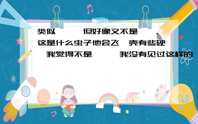 类似蟑螂,但好像又不是蟑螂.这是什么虫子他会飞,壳有些硬,我觉得不是蟑螂,我没有见过这样的蟑螂呀.前段时间特别多,已经有半个多月没有见到他了,今天不知道又从哪里冒出来了.万能的大