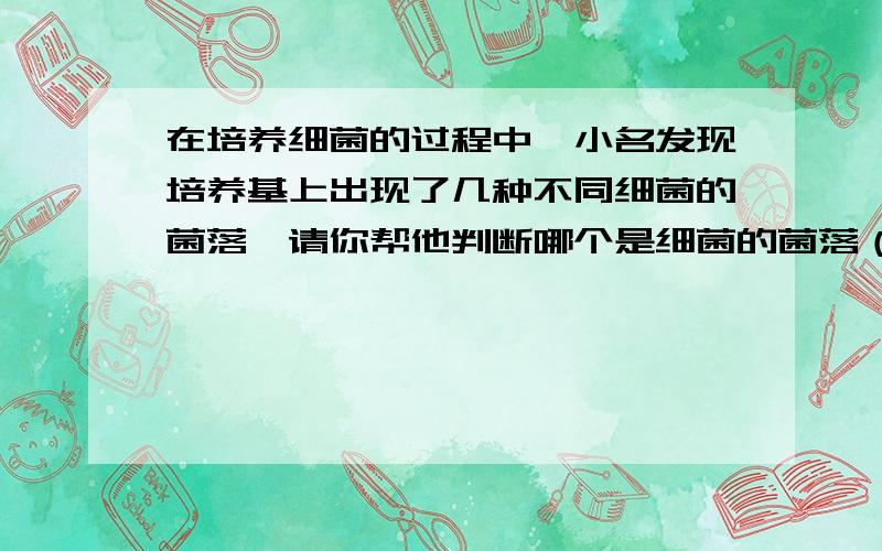 在培养细菌的过程中,小名发现培养基上出现了几种不同细菌的菌落,请你帮他判断哪个是细菌的菌落（特征