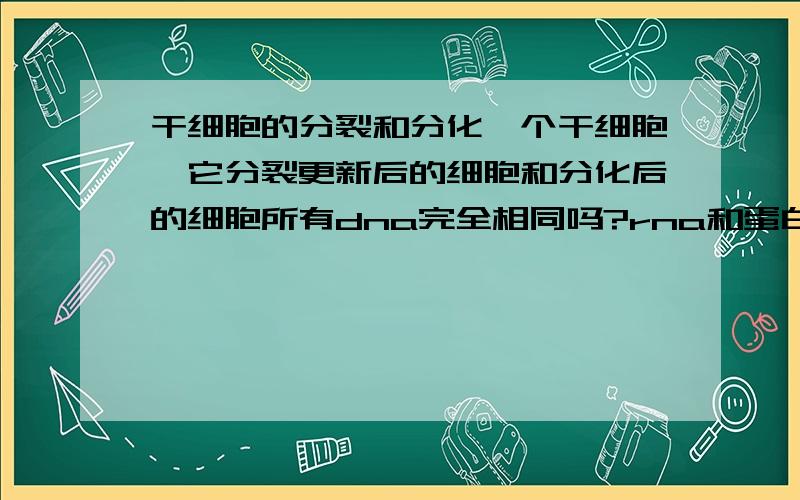 干细胞的分裂和分化一个干细胞,它分裂更新后的细胞和分化后的细胞所有dna完全相同吗?rna和蛋白质呢?有所不同?