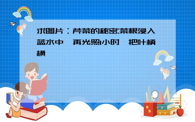 求图片：芹菜的秘密:菜根浸入蓝水中,再光照1小时,把叶柄横