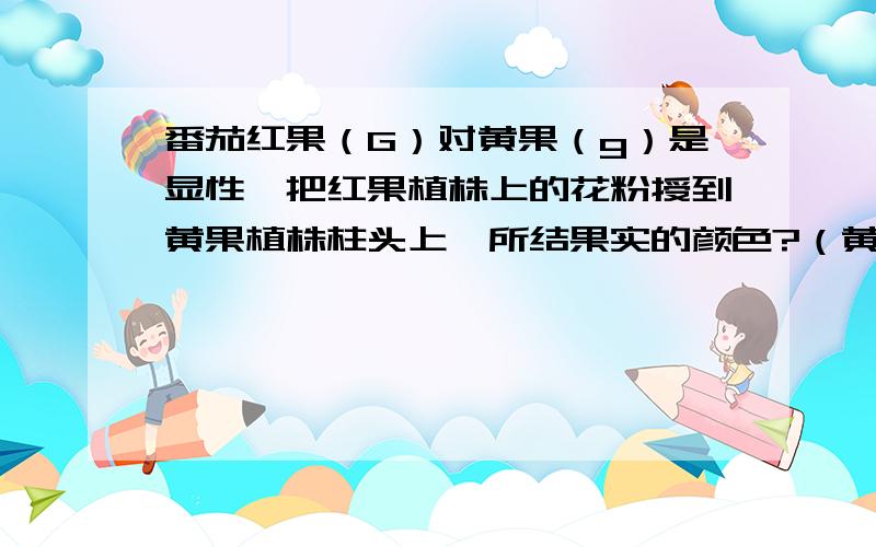 番茄红果（G）对黄果（g）是显性,把红果植株上的花粉授到黄果植株柱头上,所结果实的颜色?（黄）我知道果实的颜色跟母本相同,可我们只知道母本的表现型是黄,又不知道母本的基因型,难