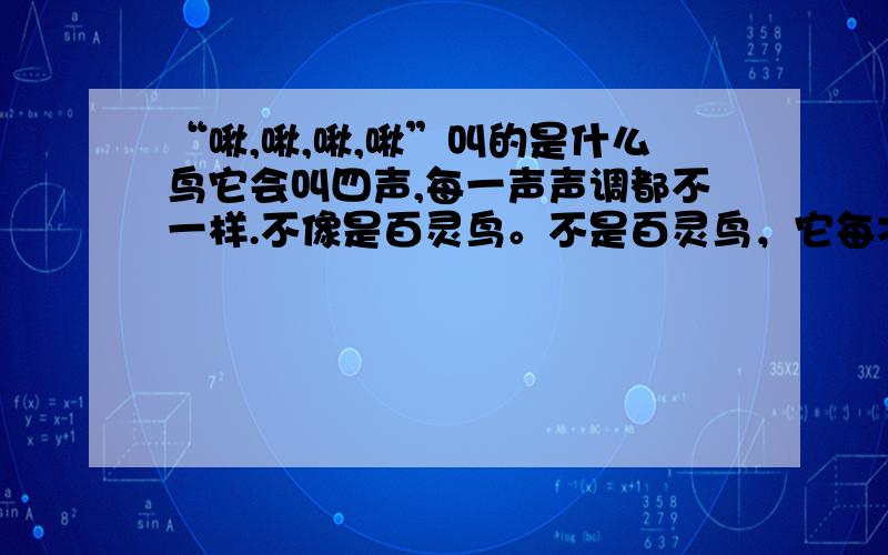 “啾,啾,啾,啾”叫的是什么鸟它会叫四声,每一声声调都不一样.不像是百灵鸟。不是百灵鸟，它每次连着只叫四声，很规律。啾（第一声阴平），啾（第二声阳平），啾（第三声上声），啾