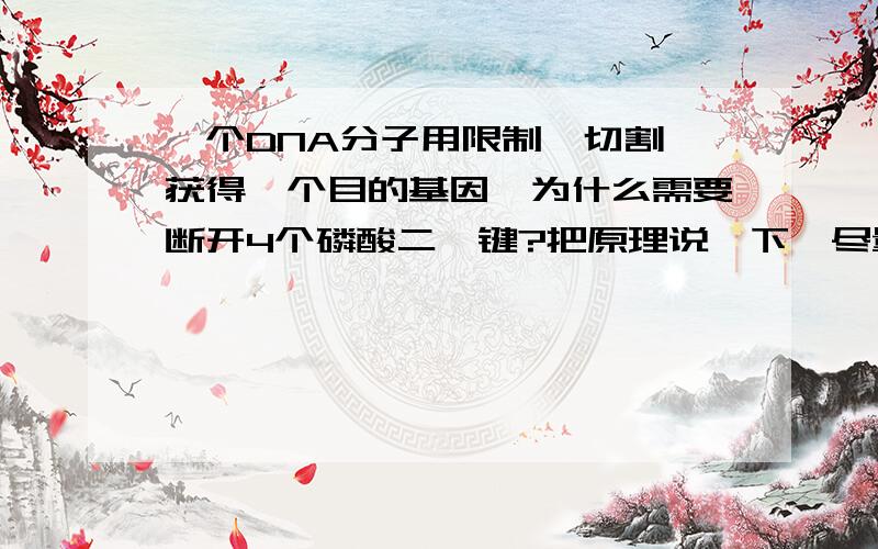 一个DNA分子用限制酶切割,获得一个目的基因,为什么需要断开4个磷酸二酯键?把原理说一下,尽量简洁一点.