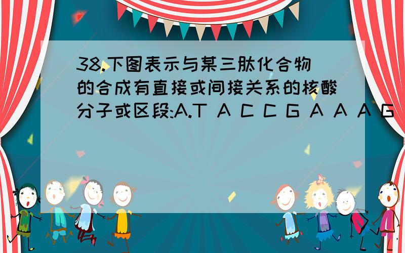 38.下图表示与某三肽化合物的合成有直接或间接关系的核酸分子或区段:A.T A C C G A A A G （1）三肽中氨基酸密码位于 ,它们分别A.T G C C T T T C 是 .B.U A C C G A A A G （2）A与B的关系是 .C.　A U G G C U