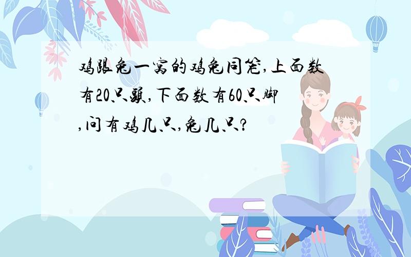 鸡跟兔一窝的鸡兔同笼,上面数有20只头,下面数有60只脚,问有鸡几只,兔几只?