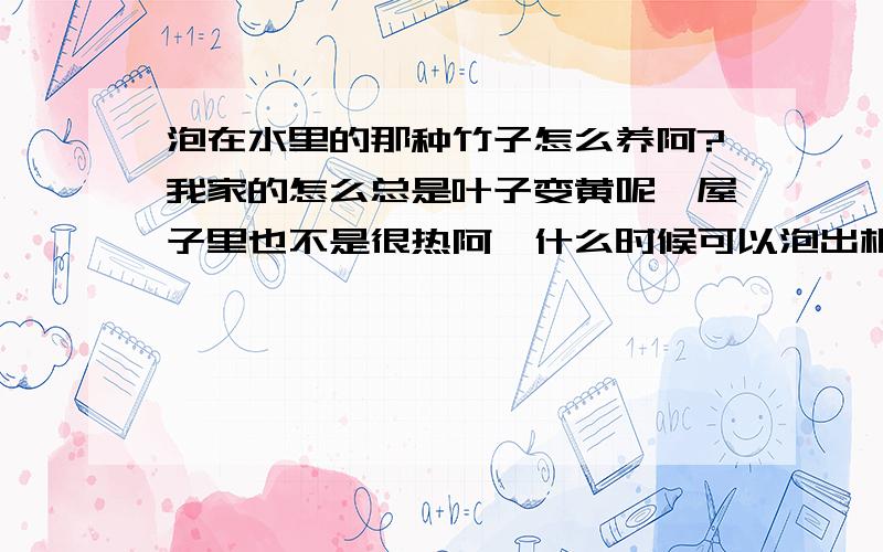 泡在水里的那种竹子怎么养阿?我家的怎么总是叶子变黄呢,屋子里也不是很热阿,什么时候可以泡出根来啊,看别人养的都特别的好,在瓶子里面还养鱼了呢