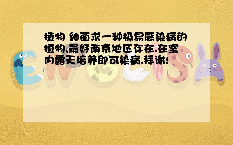 植物 细菌求一种极易感染病的植物,最好南京地区存在.在室内露天培养即可染病.拜谢!