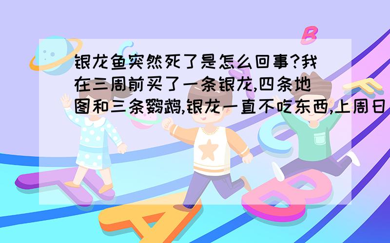 银龙鱼突然死了是怎么回事?我在三周前买了一条银龙,四条地图和三条鹦鹉,银龙一直不吃东西,上周日又买了二条银龙,今早三周前买的银龙牺牲了,下午上周日买的银龙也牺牲了,鹦鹉也牺牲了