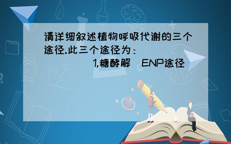 请详细叙述植物呼吸代谢的三个途径.此三个途径为：             1,糖酵解（ENP途径）             2,三羧酸循环（TCA途径,Krebs途径）             3,戊糖磷酸途径（PPP）请您把其过程详细叙述出来!本