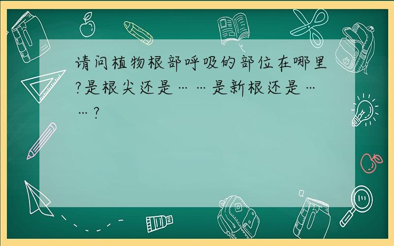 请问植物根部呼吸的部位在哪里?是根尖还是……是新根还是……?