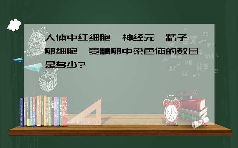 人体中红细胞、神经元、精子、卵细胞、受精卵中染色体的数目是多少?