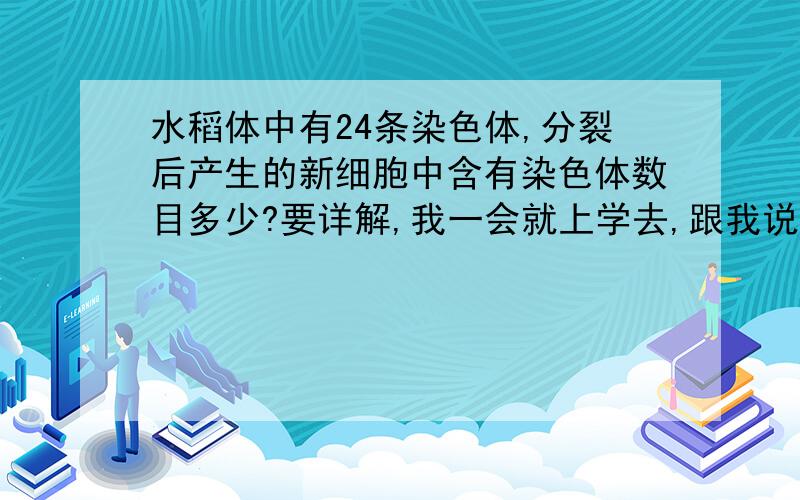 水稻体中有24条染色体,分裂后产生的新细胞中含有染色体数目多少?要详解,我一会就上学去,跟我说了,我就抄下来