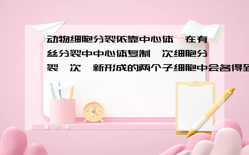 动物细胞分裂依靠中心体,在有丝分裂中中心体复制一次细胞分裂一次,新形成的两个子细胞中会各得到一个中心