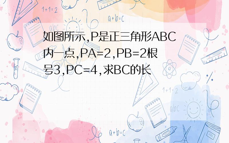 如图所示,P是正三角形ABC内一点,PA=2,PB=2根号3,PC=4,求BC的长