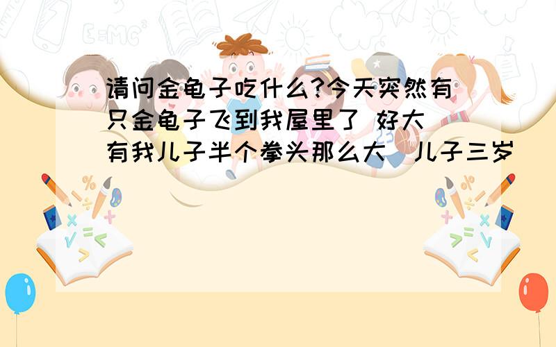 请问金龟子吃什么?今天突然有只金龟子飞到我屋里了 好大 有我儿子半个拳头那么大（儿子三岁） 长这么大在本地还没见过这大的 我想养起来