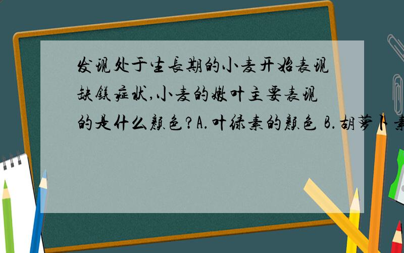 发现处于生长期的小麦开始表现缺镁症状,小麦的嫩叶主要表现的是什么颜色?A.叶绿素的颜色 B.胡萝卜素的颜色 C.青花素的颜色 D.叶黄素的颜色怎么判断?有什么规律或特征?