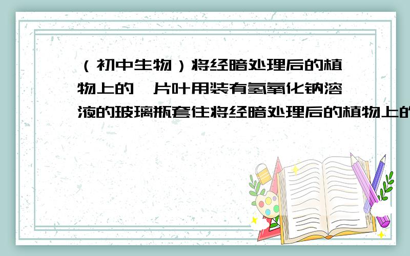 （初中生物）将经暗处理后的植物上的一片叶用装有氢氧化钠溶液的玻璃瓶套住将经暗处理后的植物上的一片叶用装有氢氧化钠溶液的玻璃瓶套住,瓶口密封,放到阳光下（如图）.几小时后,将