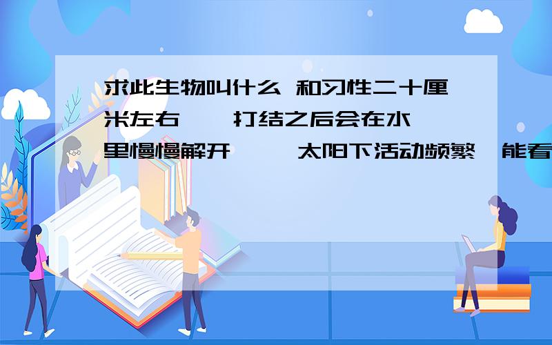 求此生物叫什么 和习性二十厘米左右    打结之后会在水里慢慢解开     太阳下活动频繁  能看到一头的顶端黑色的   用手提起会活动     粗度冷面大小    水中的生物