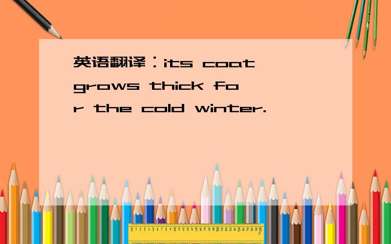 英语翻译：its coat grows thick for the cold winter.