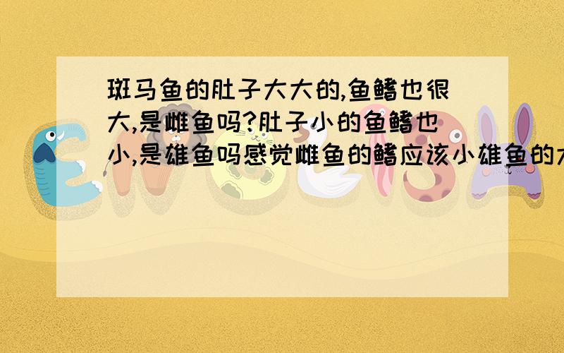 斑马鱼的肚子大大的,鱼鳍也很大,是雌鱼吗?肚子小的鱼鳍也小,是雄鱼吗感觉雌鱼的鳍应该小雄鱼的大,但为什么肚子大的鳍也大?会不会是有寄生虫?