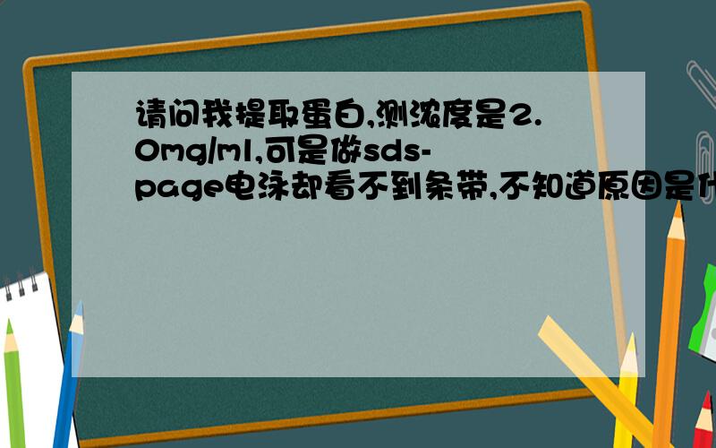 请问我提取蛋白,测浓度是2.0mg/ml,可是做sds-page电泳却看不到条带,不知道原因是什么我是让同学帮我跑的电泳，用时2.5个小时，我用的是试剂盒定量的，Bradford法》，用的波长是570nm。我同学