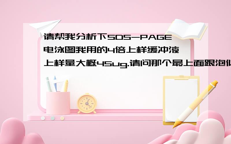 请帮我分析下SDS-PAGE电泳图我用的4倍上样缓冲液,上样量大概45ug.请问那个最上面跟泡似的是怎么回事啊?目的条带250kda,130kda都不是很清楚.我用的5%浓缩胶,15%分离胶