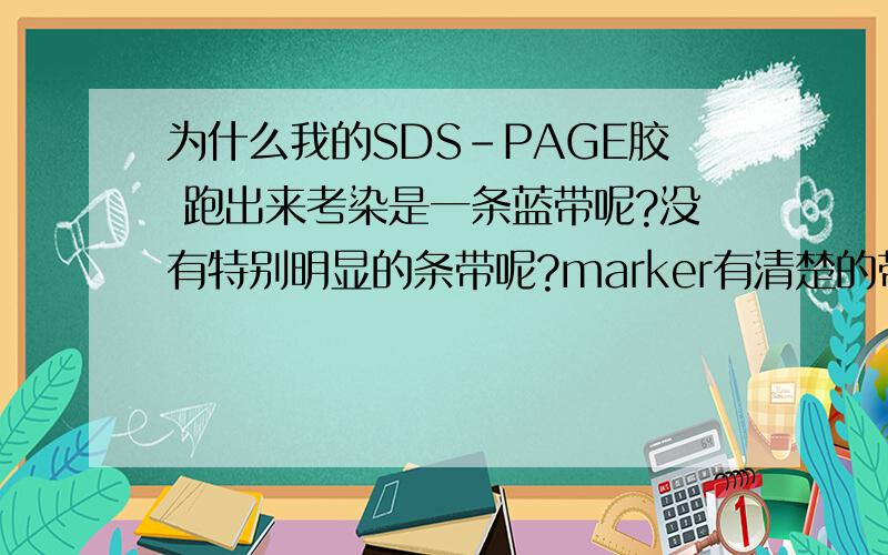 为什么我的SDS-PAGE胶 跑出来考染是一条蓝带呢?没有特别明显的条带呢?marker有清楚的带啊?我把菌液沉淀用100微升DDH2O悬的，然后超声，我跑的是超声后的菌液和超声后菌液离心的上清。加入