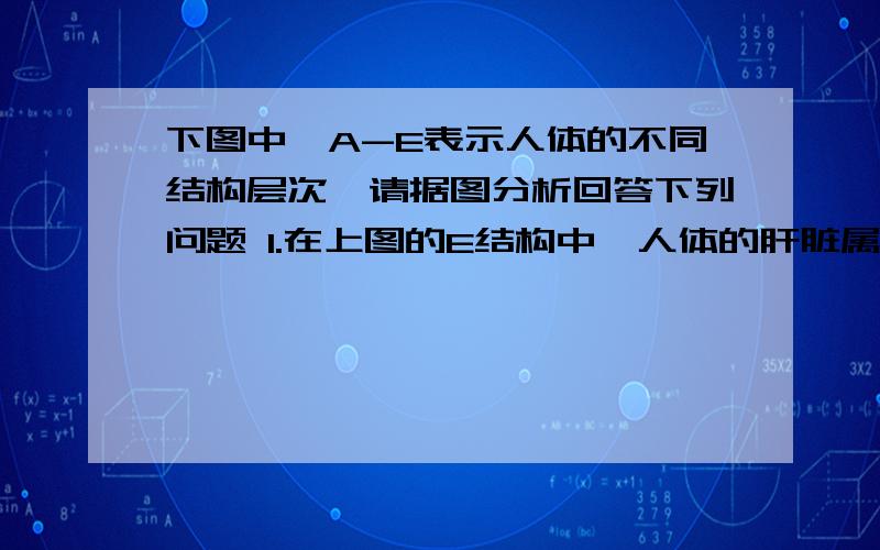 下图中,A-E表示人体的不同结构层次,请据图分析回答下列问题 1.在上图的E结构中,人体的肝脏属于什么系统2.图乙中【4】的作用是什么3.（1）叶片在代谢过程中需要的水分、无机盐,主要是由