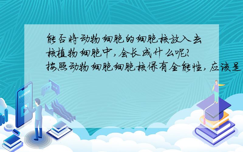 能否将动物细胞的细胞核放入去核植物细胞中,会长成什么呢?按照动物细胞细胞核保有全能性,应该是什么?