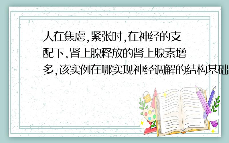 人在焦虑,紧张时,在神经的支配下,肾上腺释放的肾上腺素增多,该实例在哪实现神经调解的结构基础急~