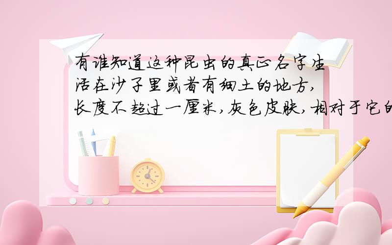 有谁知道这种昆虫的真正名字生活在沙子里或者有细土的地方,长度不超过一厘米,灰色皮肤,相对于它的头来说肚子很大,头很小,肚子几乎占据整个身体,头上有两个像钳子一样的东西用来捕食,