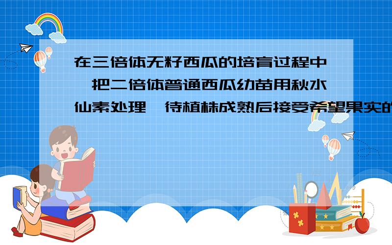 在三倍体无籽西瓜的培育过程中,把二倍体普通西瓜幼苗用秋水仙素处理,待植株成熟后接受希望果实的结构也能讲解一下