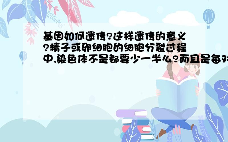 基因如何遗传?这样遗传的意义?精子或卵细胞的细胞分裂过程中,染色体不是都要少一半么?而且是每对染色体中各少一条?那么怎么保持基因数目不变呀?到底基因是怎么遗传的?至于意义,是不