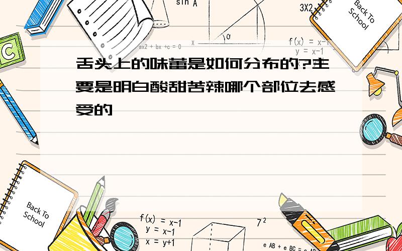 舌头上的味蕾是如何分布的?主要是明白酸甜苦辣哪个部位去感受的