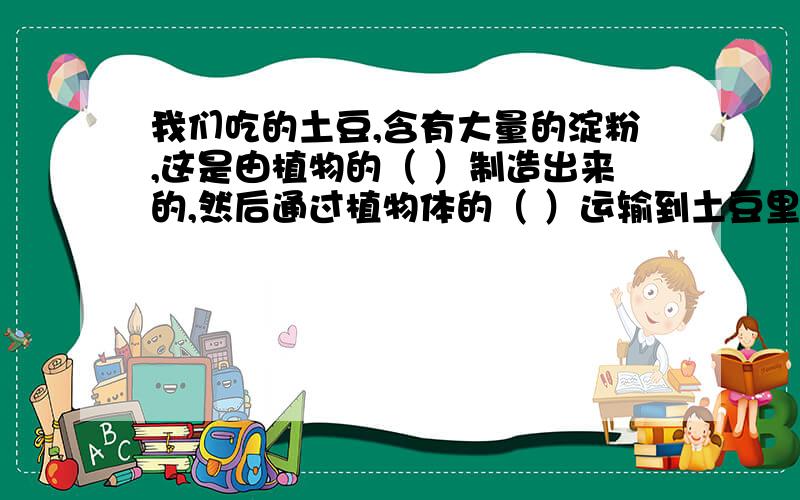 我们吃的土豆,含有大量的淀粉,这是由植物的（ ）制造出来的,然后通过植物体的（ ）运输到土豆里 快.
