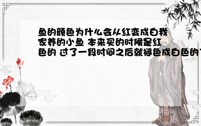 鱼的颜色为什么会从红变成白我家养的小鱼 本来买的时候是红色的 过了一段时间之后就褪色成白色的了 红色透过鱼鳞透出来