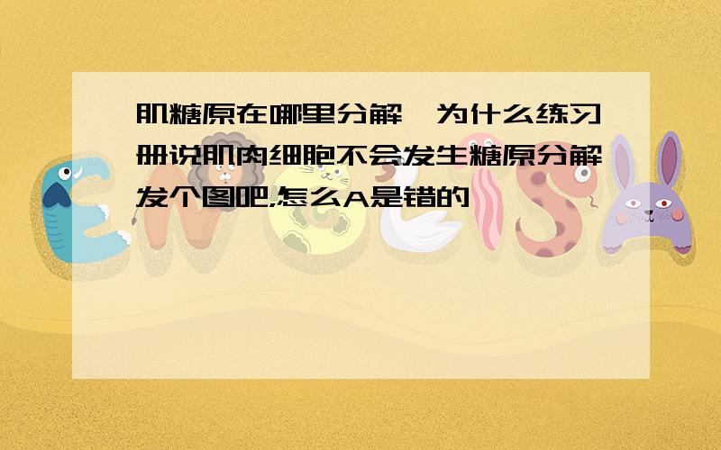 肌糖原在哪里分解,为什么练习册说肌肉细胞不会发生糖原分解发个图吧，怎么A是错的