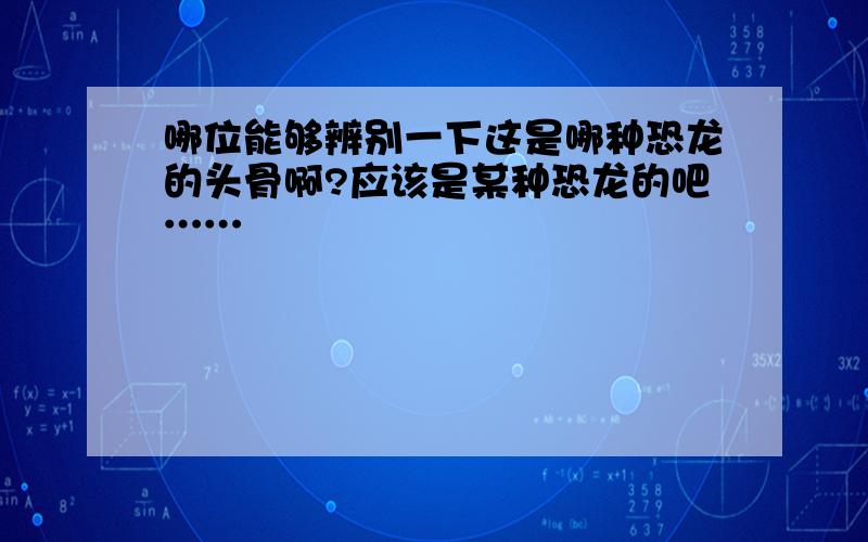 哪位能够辨别一下这是哪种恐龙的头骨啊?应该是某种恐龙的吧……