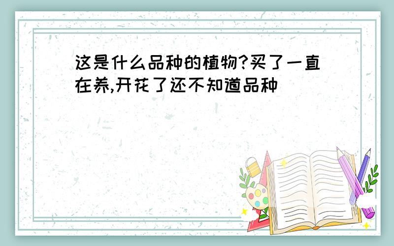 这是什么品种的植物?买了一直在养,开花了还不知道品种