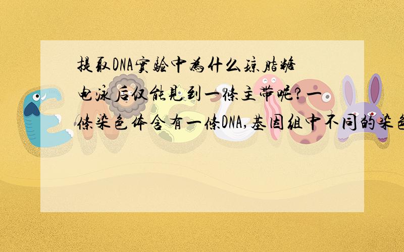 提取DNA实验中为什么琼脂糖电泳后仅能见到一条主带呢?一条染色体含有一条DNA,基因组中不同的染色体DNA的大小是不同的.按理来说,所提取的基因组DNA中含有多条大小不一的DNA.但为什么用琼