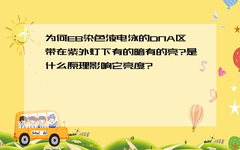 为何EB染色液电泳的DNA区带在紫外灯下有的暗有的亮?是什么原理影响它亮度?