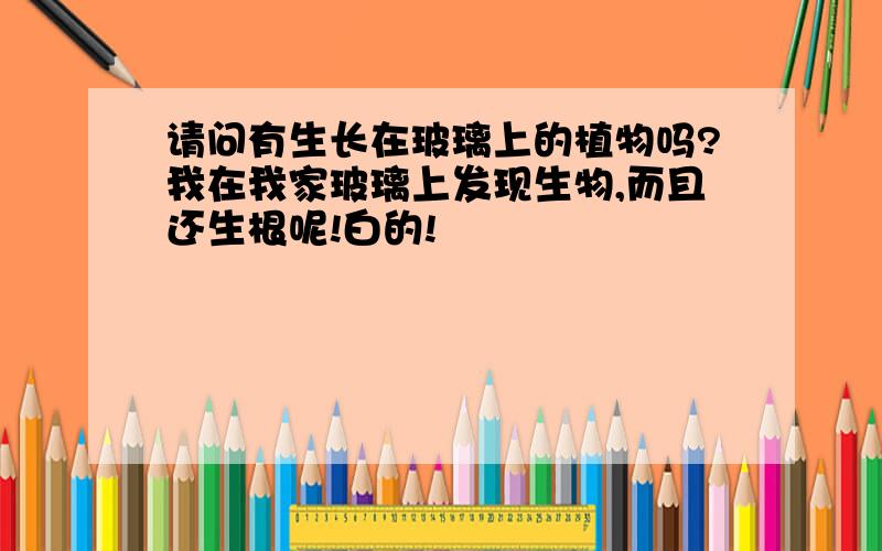 请问有生长在玻璃上的植物吗?我在我家玻璃上发现生物,而且还生根呢!白的!