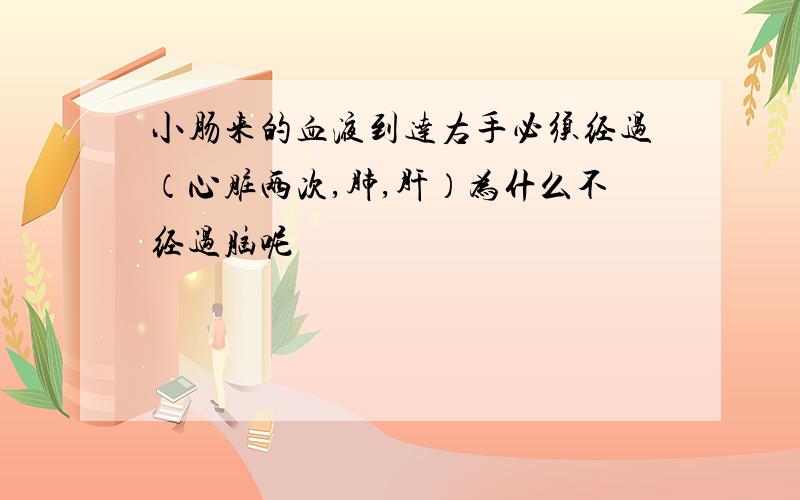 小肠来的血液到达右手必须经过（心脏两次,肺,肝）为什么不经过脑呢