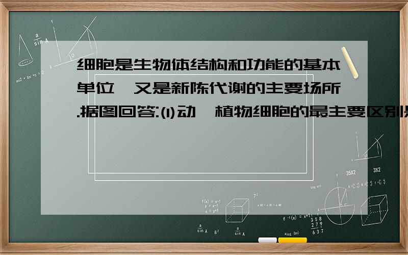 细胞是生物体结构和功能的基本单位,又是新陈代谢的主要场所.据图回答:(1)动,植物细胞的最主要区别是看其有无细胞壁.以下4个图中属于原核细胞的是______ ,能进行光合作用的是_____.蓝藻是__