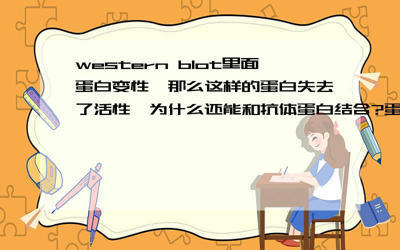 western blot里面蛋白变性,那么这样的蛋白失去了活性,为什么还能和抗体蛋白结合?蛋白构想不是改变了吗?