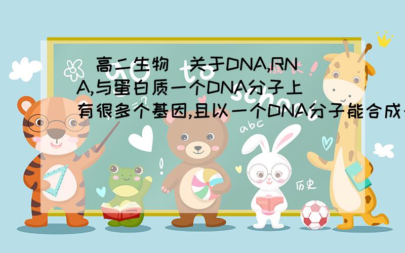 （高二生物）关于DNA,RNA,与蛋白质一个DNA分子上有很多个基因,且以一个DNA分子能合成一条RNA1 那么以一个RNA只能合成一个蛋白质分子,一条肽链吗?2 最后合成的这个蛋白质分子能表现或承载 不