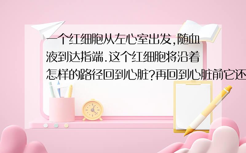 一个红细胞从左心室出发,随血液到达指端.这个红细胞将沿着怎样的路径回到心脏?再回到心脏前它还可能到达脚趾吗?当他再度出发,它有可能到达脚趾吗?