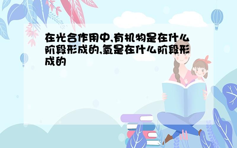 在光合作用中,有机物是在什么阶段形成的,氧是在什么阶段形成的